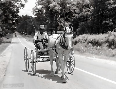1940 Black Man in Horse-Drawn Buggy on a Country Road, Vintage Photo Reprint