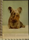 1941 Skye Terrier Club Kennel Breed Pedigree Animal Dog Photo 2300223002