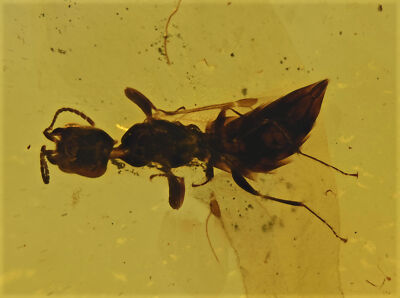 Detailed Bethylid (Aculeate Wasp), Fossil insect inclusion in Burmese Amber