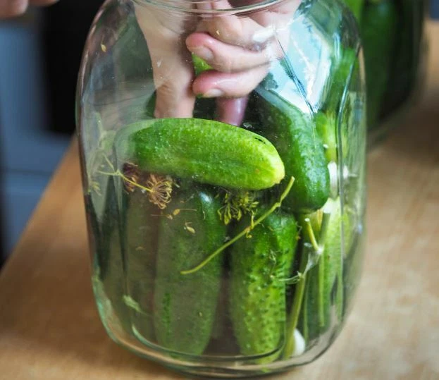 Gherkin Seeds x 20 'National' Cucumber Pickling Premium Quality - FREE DELIVERY - Image 2 of 2