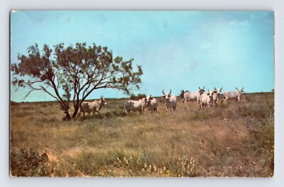Postcard Texas TX Brahma Cattle Longhorn Graze Ranch 1960s Unposted Chrome