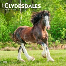 Clydesdales | 2026 12x24" (Hanging) Monthly Square Wall Calendar | Plastic-Free