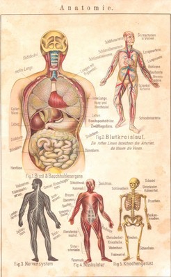 Anatomie. Bilz Naturheilverfahren