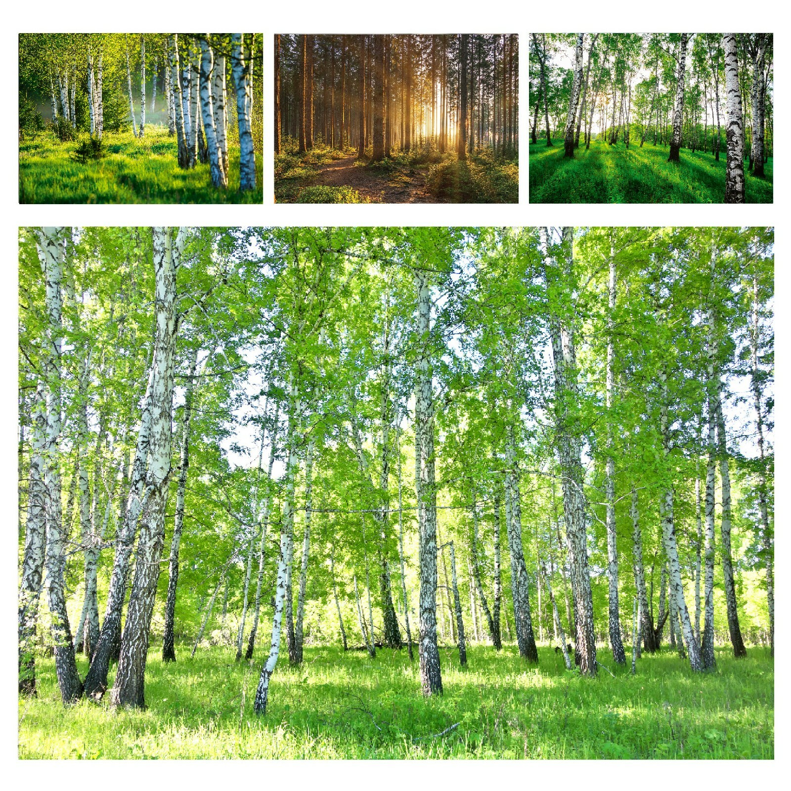 WALD BIRKENWALD NATUR Vlies Fototapete Wohnzimmer TAPETE XXL Sonne Wiese Bäume