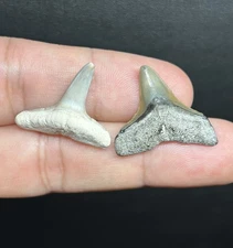 Large Bull & Lemon Shark Teeth – Florida Fossil – Impressive Size