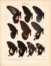 1911 Seitz Antique Color Print: PAPILIO SWALLOWTAIL BUTTERFLY 27 Decor Litho