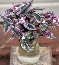 TRADESCANTIA 'NANOUK' VARIEGATED ROOTED WATER INDOOR PLANT SUCCULENT 6-32