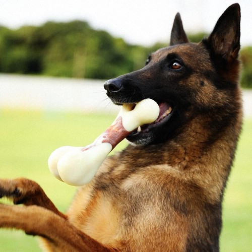 Aggressive Chewer Dog Toy - Durable Beef Scented Bone for Medium to Large Dogs - Picture 7 of 9