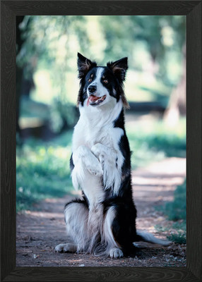 Border Collie im Wald Gerahmtes Wandbild Poster Leinwanddruck Bild