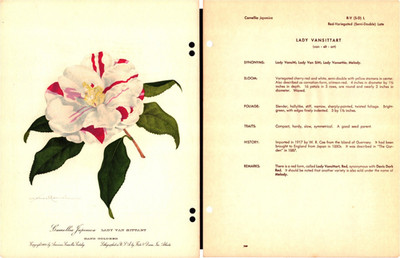 Camellia Japonica  Lady Vansittart   Antique Vintage Botanical Flower print 1953