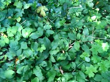 5 - Comfrey - Plants - Make - Your - Own - Plant - Food - Easy to Grow - 