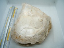 GRANDE CONCHIGLIA FOSSILE - bivalve - ostrica - 