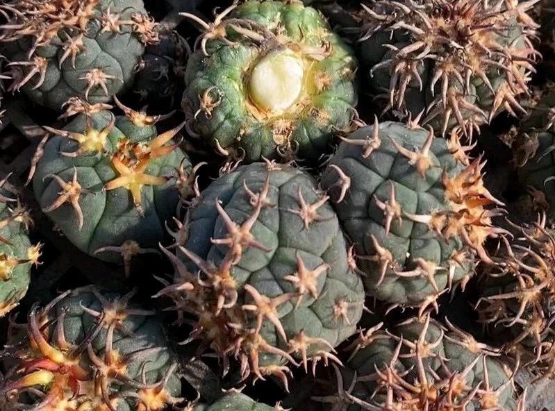 Gymnocalycium spegazzinii v.unguispinum 🏵 about 3cm rare Succulent - Image 2 of 4