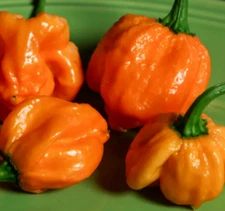 ORANGE SCOTCH BONNET PEPPER SEEDS 20+ "HOT" CARIBBEAN vegetable GARDEN free ship