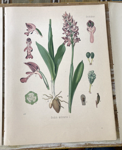 Antik Chromolitho botanische Drucke Platten Heilpflanzen 1880er William Müller - Bild 5 von 8