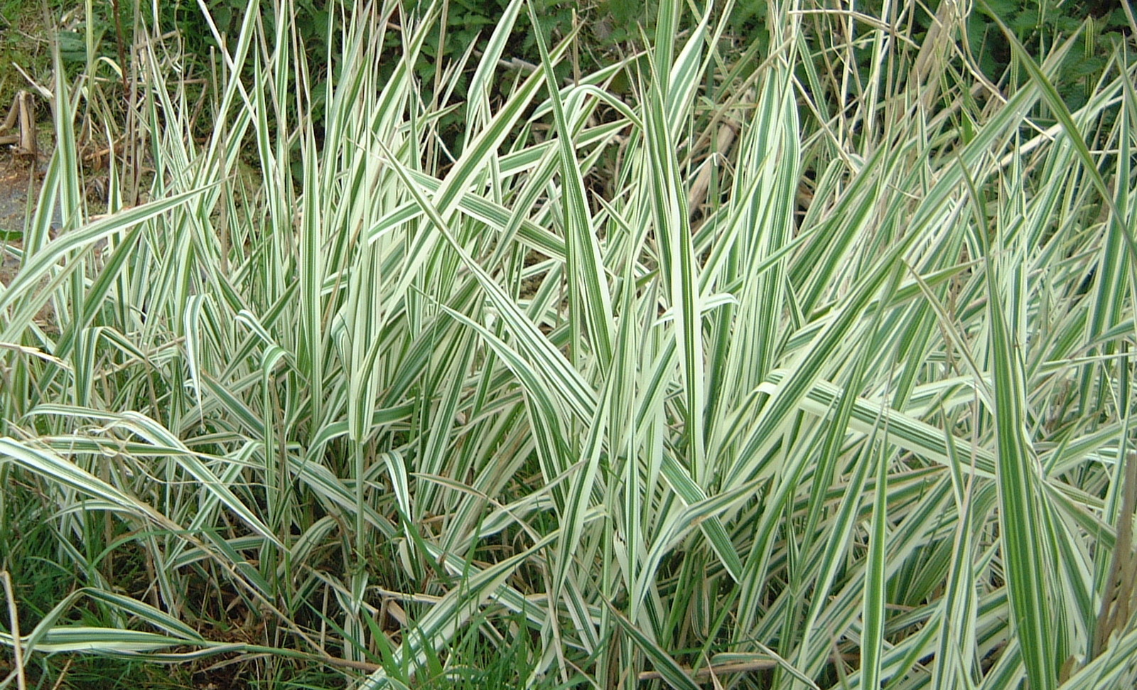 Various Water Pond Plant Marginal Reed Rush Grass Aquatic Bog Iris ...