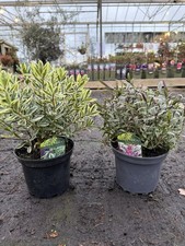 2x Mix Hebe Plant – 2/3L Pot – Large Hardy Flowering Evergreen Shrub