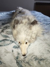 Pelliccia Bianca Di Ermellino - Sciarpa Mustela erminea