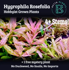 Hygrophila Rosanverig Sunset 4+ Stems Easy Beginner Low Tech Live Aquarium Plant