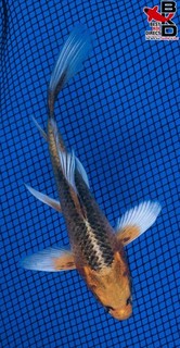 5" BUTTERFLY KI MATSUBA Live Koi Fish Garden Pond BKD 8/23