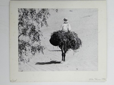 Rider Donkey Brush Sand Desert Egypt John Tawse 1986 VTG Photo
