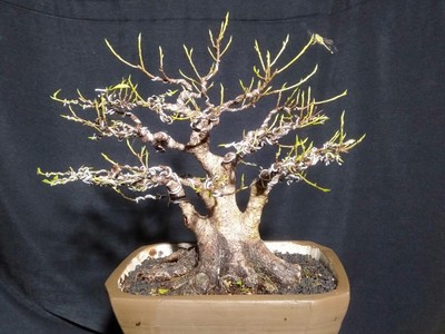 bonsai tree Ficus benjamina. with phytosanytari