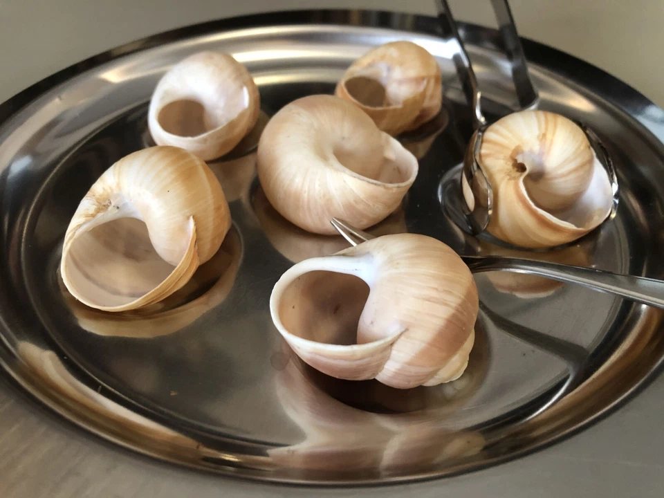 Par de conjuntos para servir escargot com conchas - Imagem 4 de 4