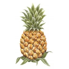 25 Pineapple WALLIES CUTOUTS