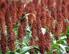 5000 Giant Red Sorghum Seeds for Planting (Wildlife Forage)