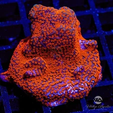 Superman Encrusting Montipora