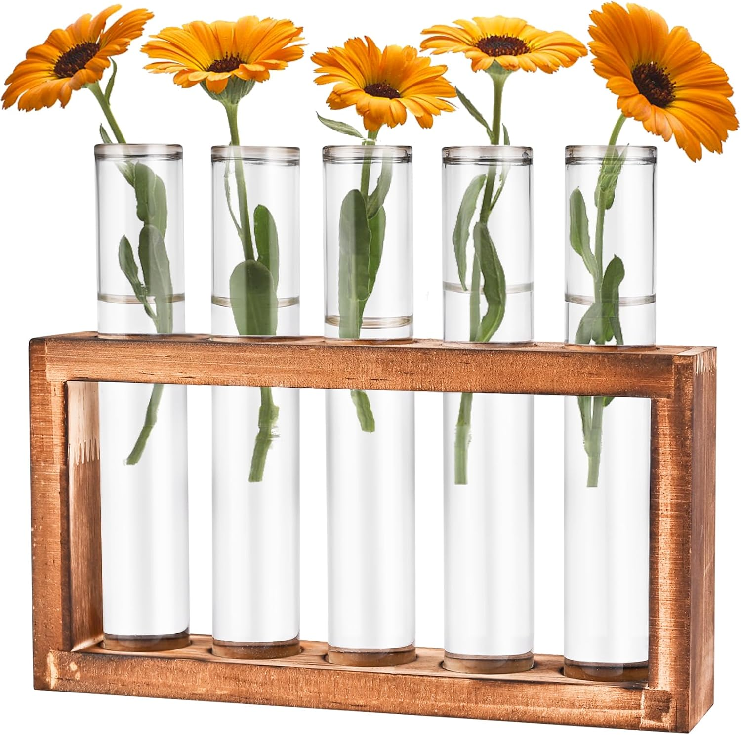 Glass Plant Propagation Station with 5 Test Tubes in Wooden Stand - Hydroponic Desktop Display