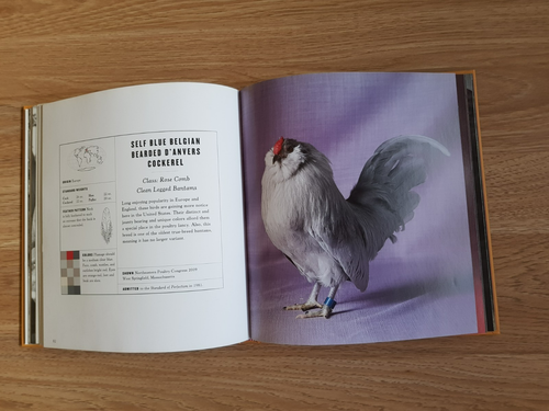 THE MAGNIFENT CHICKEN by CHRISTA VELBEL & TAMARA STAPLES 2013 Chronicle Books - Foto 16 di 20