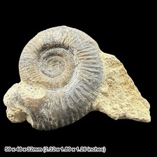 Siemiradzkia aurigera Echinoid Fossil Cretaceous France COA Genuine Sea Urchin