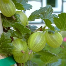 Mucurines grüne süße Stachelbeere Busch Fußstamm / Halbstamm Hochstamm