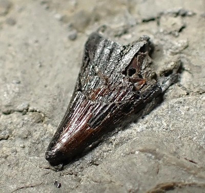 Jurassic ichthyosaur tooth from Lyme Regis (13mm) teeth bone bones dinosaur age