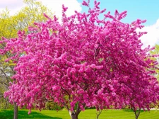 5 RedBud Native Seedling Bare Roots for Planting, 1-2 ft Tall, Dormant in Winter