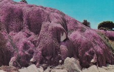 Pacific Grove CA California The Magic Carpet Postcard E56