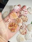 New! Natural Folded Scallops Pre Drilled Holes DIY Jewelry Making Crafting Lot — photo 1