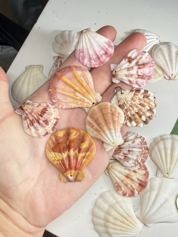 New! Natural Folded Scallops Pre Drilled Holes DIY Jewelry Making Crafting Lot