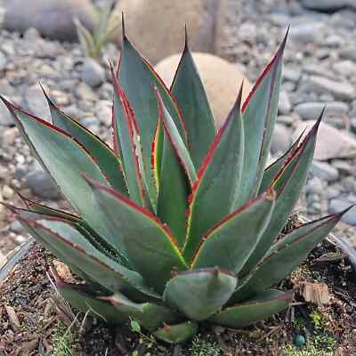 Agave 'Blue Glow'