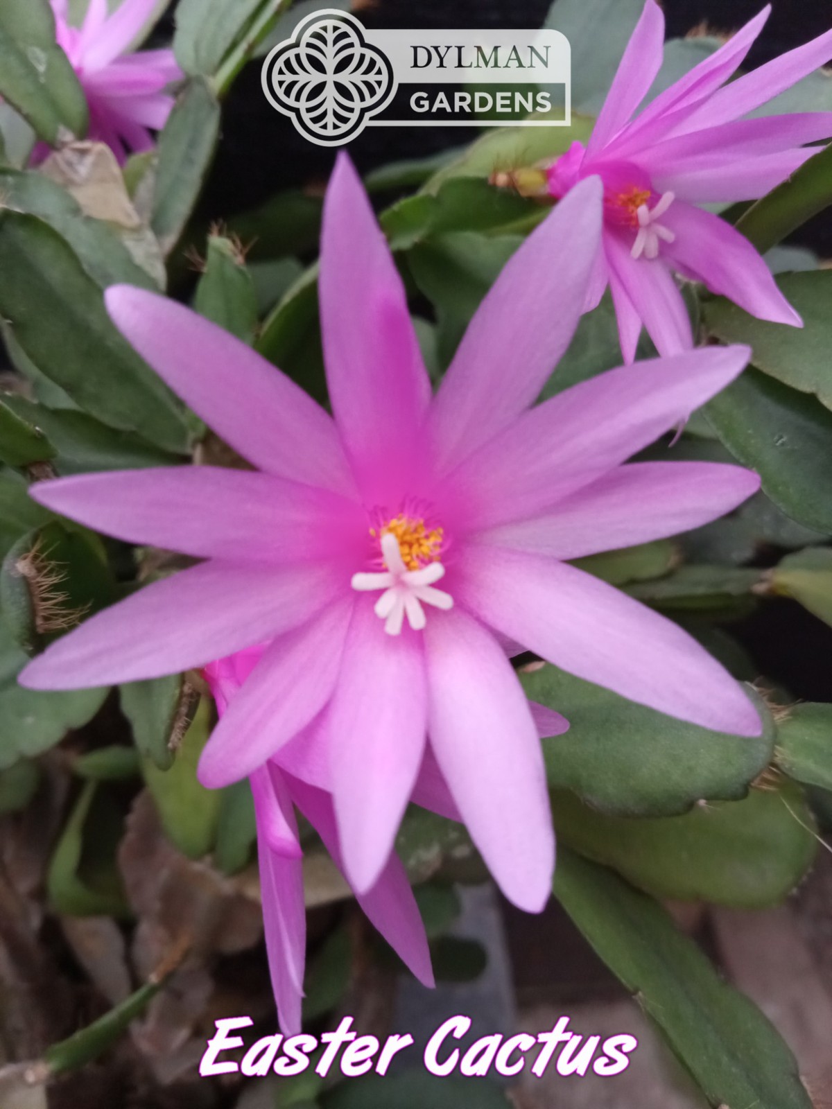 Easter Cactus - Rhipsalidopsis x graeseri - Live Plant 2 to 4 inches - Whitsun
