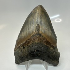 Megalodon Shark Tooth 4.76 Inch - Amazing - Authentic Fossil - Colorful 20552