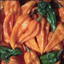 25 seeds Fatalii Orange hot pepper easy grow planting garden spicy hot food