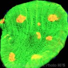 CORALS OF EDEN ~ WYSIWYG Live Coral ~ Space Invader Chalice Coral LPS SPS — photo 4