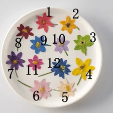 12PCS real Pressed dry Flower with stem, dyed colors flower for art craft FSS23