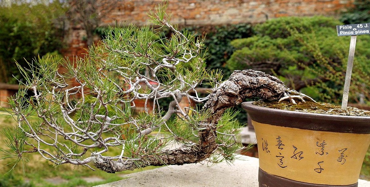 cercis bonsai Cercis chinensis 'Kay's Early Hope'  Garden Treasures Nursery