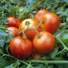 Tomato Seeds Ailsa Craig 30 Fresh Vegetable Seeds for Planting UK Salad Garden