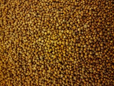 Coriander seeds (Coriandrum sativum - L.) - Botanical Remedies -