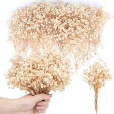Dried Baby's Breath Flowers 200pc Mini 8000 Pressed Gypsophila White Wedding