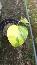 Real Picture Monstera Marmorata Yellow Variegated 2 Bautifull Leaves